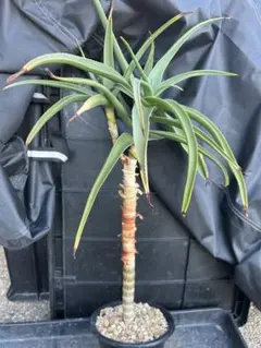 ストリアツラ 2頭 鉢ごと アロエ ドライガーデン ヤシの木 - メルカリ