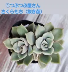 多肉植物 ➀つぶつぶ屋さん・さくらもち（抜き苗）