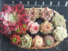 【超得Sale】品種いろいろセット⑩★抜き苗★エケベリア★多肉★多肉植物寄せ植え