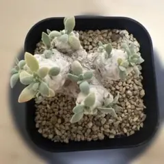 オトンナ　レトロルサ　実生のサムネイル