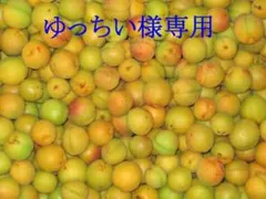 신슈산 무농약 분고 매실 5kg ②