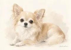 色鉛筆画 パステル画 犬の絵 原画 絵画 イラスト チワワ ペット 似顔絵