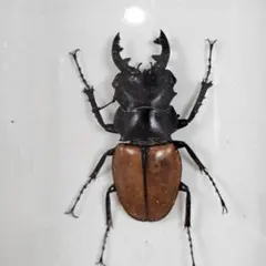 ホソクワガタモドキ 標本 クワガタモドキ 昆虫 額装 ガラスケース 奇虫
