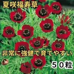 2026年最新】福寿 種の人気アイテム - メルカリ