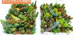 【送料無料】訳あり2パックミニセット　多肉植物　カット苗　セダム　詰め合わせのサムネイル