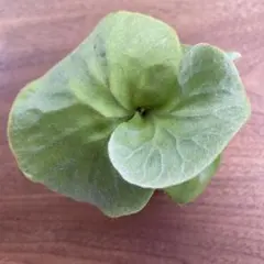 Sぴ様 匿名配送《板付可能サイズ大 》P.ridleyi wild_リドレイ