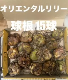 2025年最新】カサブランカ 球根の人気アイテム - メルカリ