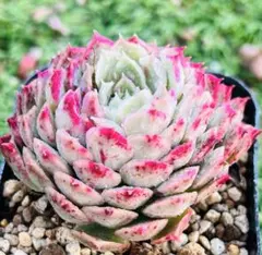 香織様 ご専用　速達付き　值引178円　おまけ付き　リクエスト 7点 まとめ商品