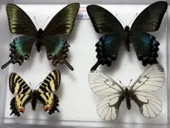 蝶の標本 長野県産オオイチモンジ2♂1♀3頭セット 規制前採集飼育品