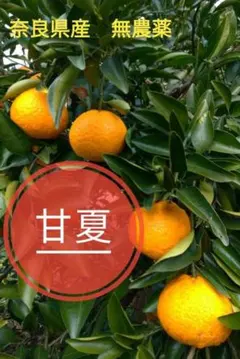 （鹿児島県産）ゆみ 熟成タンカン Sサイズ 4.5〜5k いちき串木野市産 鹿児島県産）熟成タンカン Sサイズ 4.5〜5k いちき串木野市産 - メルカリ