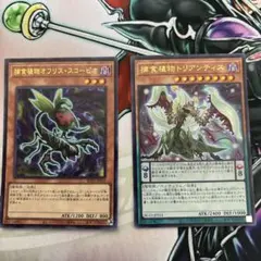 捕食植物 ウルトラ カードセット