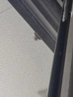 やまだ様専用