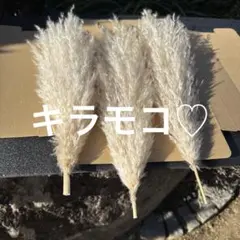 パンパスグラス　キラモコ♡