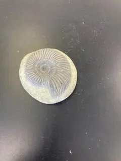 2026年最新】アンモナイト化石の人気アイテム - メルカリ