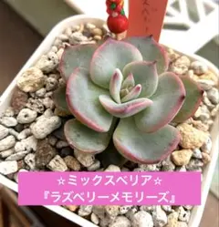 すみ様✩.*˚リクエスト2点おまとめ★【速達】