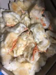 国産】冷凍ヒヨコ 100羽 ふわふわ鮮度抜群！ - メルカリ
