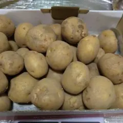 新じゃがいも詰め合わせ　1.2キロ　サイズ色々のサムネイル