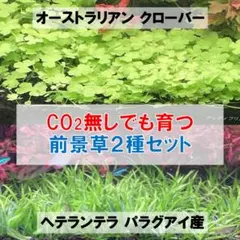 【前景草Aセット】オーストラリアンクローバー＆ヘテランテラ パラグアイ産のサムネイル