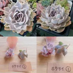 01 匿名配送 多肉アン 命名品種 蓬莱 ほうらい 葉挿しのサムネイル