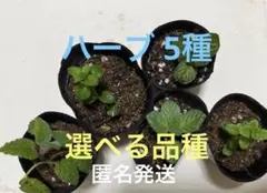 ハーブ5種セット 匿名発送のサムネイル