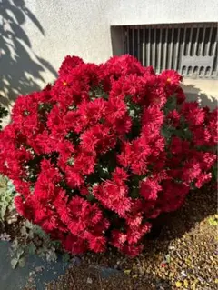 ⑧赤色ざる菊苗　冬至芽苗　10本以上　ドーム菊苗　ぼさ菊苗　GW中はネコポス便のサムネイル