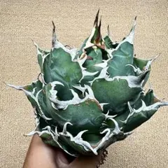 Lj_plants】Z437多肉植物 アガベ Red Skyline 覆輪錦 - メルカリ