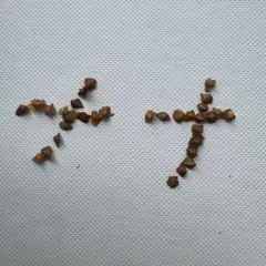 2026年最新】ボスウェリア ナナの人気アイテム - メルカリ