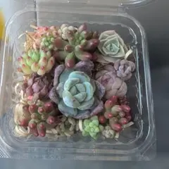 多肉植物　寄せ植えセット