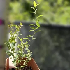 週末お得苗 ピンクユキヤナギ 抜き苗 挿し芽苗 全長30cm程×2本 茎頑丈
