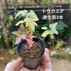 あじゃぱ様 リクエスト 2点 まとめ商品