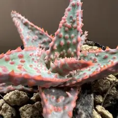 belfiore succulent産アロエ白タグ 親株 タグ付き - メルカリ
