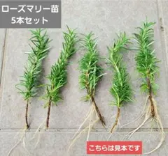ローズマリー 苗木 5本 セット※香豊かなローズマリーの日々を※ - メルカリ