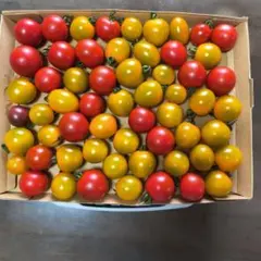 カラフルミニトマト 箱込約1kgのサムネイル