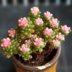 ★レッドベリー２苗⑭★抜き苗★セダム★多肉★多肉植物★寄せ植え★