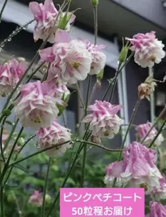 239☘️約2年半管理株☘️タグ付☘️超レア☘️⭐️BELCHERI⭐PINK ICE