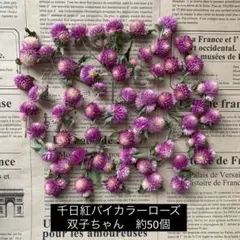 ドライフラワー 在庫整理 訳あり貝細工ヘッド ドライフラワー 在庫整理 訳あり貝細工ヘッド① - メルカリ