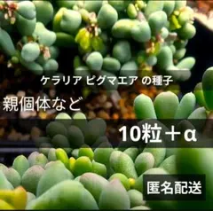 ケラリア ピグマエア の種 10粒＋α 8/3〜採種 自家採種 匿名配送版のサムネイル