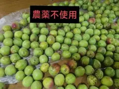 収穫したて 青梅 1kgのサムネイル