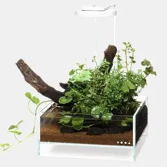ADA DOOA ネオグラスエア W30×D30×H45cm DOOA NEO GLASS AIR W30xD30xH45cm w/6mm glass – Aqua Forest Aquarium