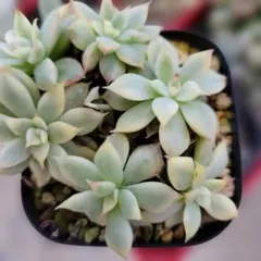 CT1249 メービナ錦 105苗 多肉植物 土と根付き エケベリア 韓国苗
