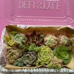 エケベリア・セダム　カット苗