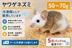2026年最新】ヤワゲネズミの人気アイテム - メルカリ