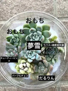 2025年最新】葉挿し多肉セットの人気アイテム - メルカリ
