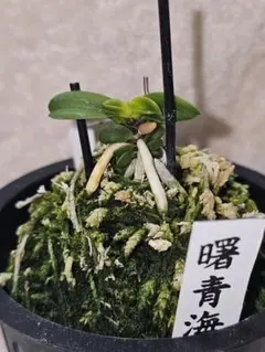 【迎春特別出品】富貴蘭「至楽」別格稀貴品 別格稀貴品】富貴蘭 至楽 - メルカリ