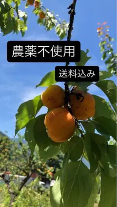 3キロ農薬不使用 冷凍あんず 真空パック - メルカリ