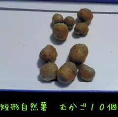 【ぴー▷プロフ必読◁様専用】短形自然薯（たんけいじねんじょ）　ムカゴ10個