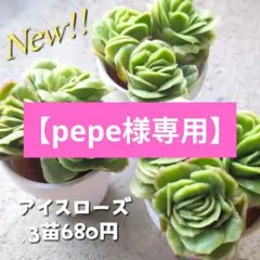 【pepe様専用】②•③韓国苗 多肉植物 【アイスローズ3苗】×2セット