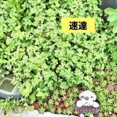 【速達】多肉植物 ブロウメアナ 根付き苗 カット苗 50g以内 よく増えます✨