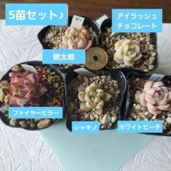 41 多肉植物 5苗セット♪ エケベリア 抜き苗