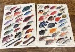 【1回だけ使用】　水中スレート２枚　ダイビングガイド　縦18㎝×横13㎝　魚図鑑